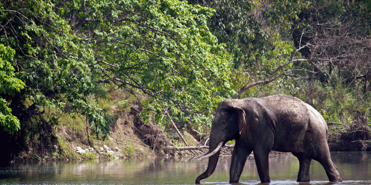 Wild Elephant Image